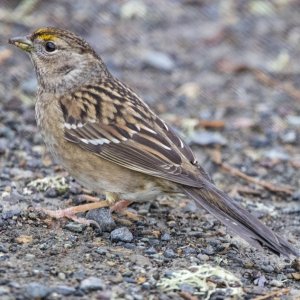 C01GoldenCrownedSparrow4315 copy.jpg
