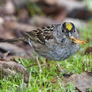 C02GoldenCrownedSparrow4318 copy.jpg