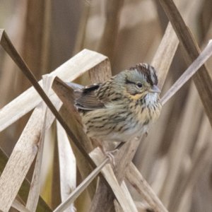 C04LincolnSparrow4131 copy.jpg