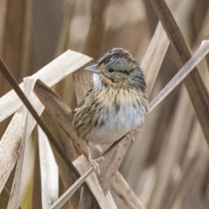 C05LincolnSparrow4132 copy.jpg