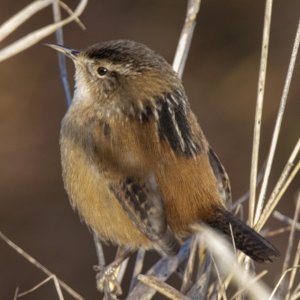 C06MarshWren3626 copy.jpg