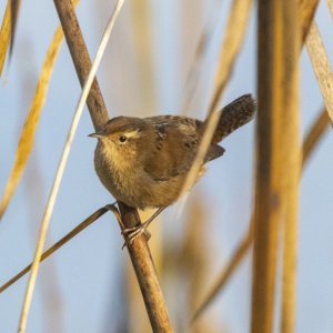 C07MarshWren3889 copy.jpg