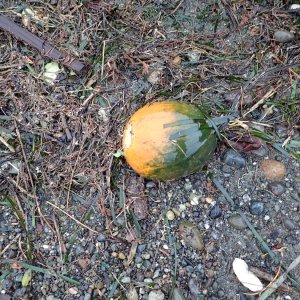 IMG_0150.jpeg