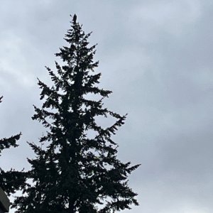 IMG_3287.jpeg