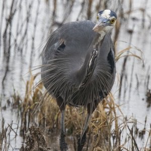 A01GreatBlueHeronWPlumes4444.jpg