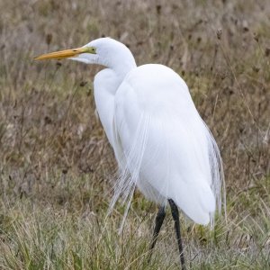 A02GreatEgretWPlumes4523.jpg