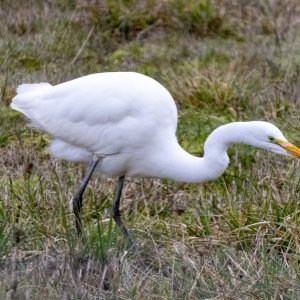 A03GreatEgret4528.jpg