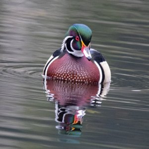 A02WoodDuckDrake4601.jpg