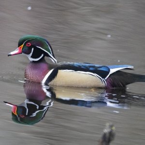 A02WoodDuckDrake4605.jpg