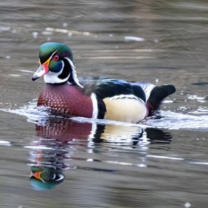 A03WoodDuckDrake4598.jpg