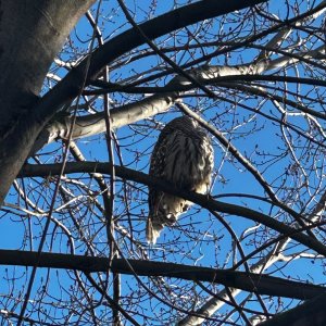 IMG_2623.jpeg