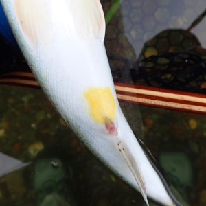IMG_0414.jpeg