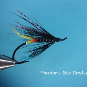 Pandor's Box Spider.jpg