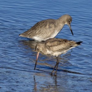 A01HudsonianGodwitWillet0634.jpg