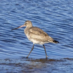 A04HudsonianGodwit0639.jpg