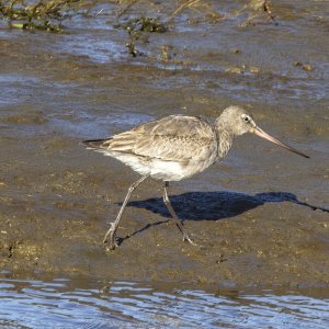 A05HudsonianGodwit0623.jpg