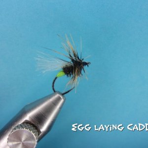 Egg Laying Caddis.jpg