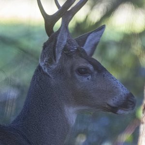 A01BuckWithForkedAntlers0821.jpg