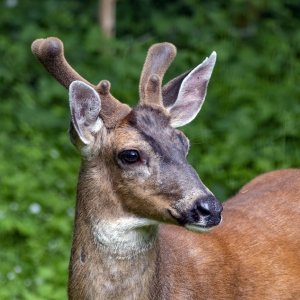 A05Buck2InVelvet2584Trim.jpg