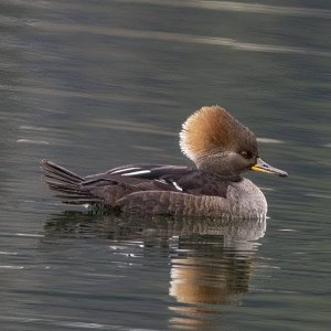 A05HoodedMerganserHen0362.jpg