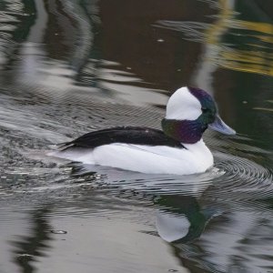 B06BuffleheadDrake0413.jpg