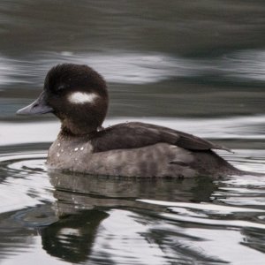B07BuffleheadHen0394.jpg