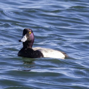 E12GreaterScaupDrake0680.jpg