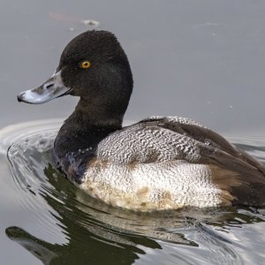 E14LesserScaupDrake0431.jpg