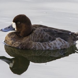 E16LesserScaupHen0498.jpg