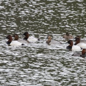 F17Canvasbacks&RedheadDuck4618.jpg