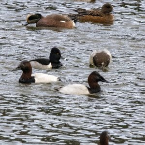 F18CanvasbacksRingNeckedAmericanWigeons4644.jpg