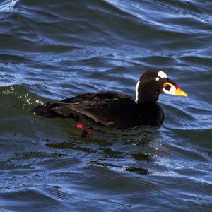 G19SurfScoterDrake0717.jpg