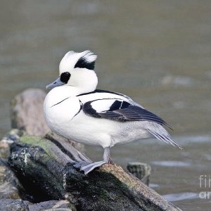 2-male-smew-duck-john-devriesscience-photo-library.jpg