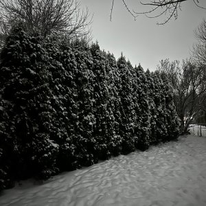 IMG_2661.jpeg