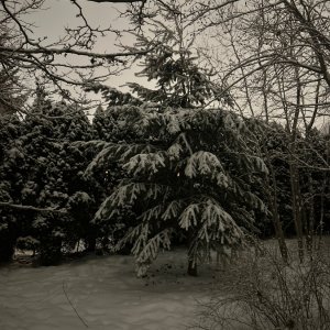 IMG_2666.jpeg