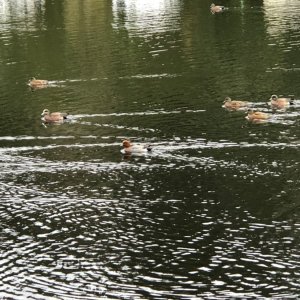 IMG_8750.jpeg