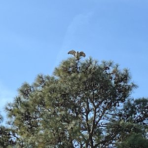 IMG_1004.jpeg