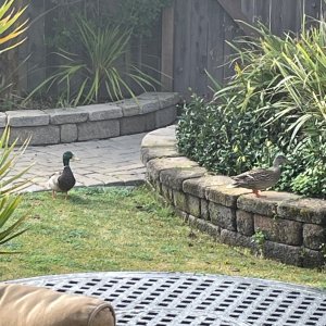 IMG_5152.jpeg