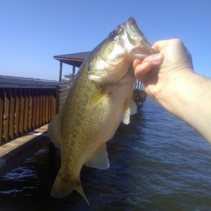 Fork LMB.jpg