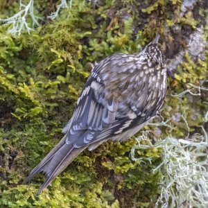 A08BrownCreeper4956.jpg