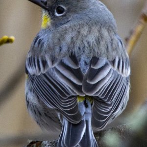 A10YellowRumpedWarbler1225.jpg