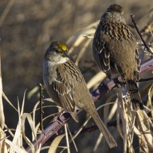 B01GoldenCrownedSparrow0920.jpg