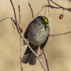 B02GoldenCrownedSparrow0158.jpg