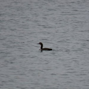 IMG_8061.jpeg