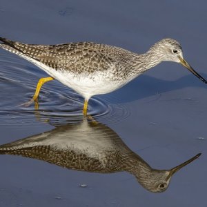 GreaterYellowlegs0196.jpg