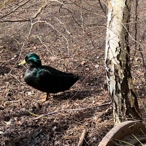IMG_1135.jpeg