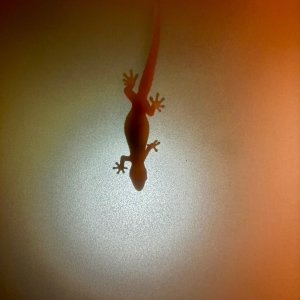 IMG_0333.jpeg