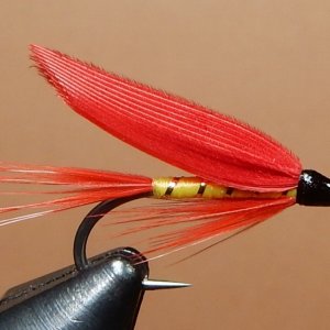Ibis Yellow 1080.JPG