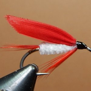 Ibis White 1080.JPG