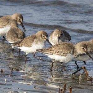 A01WesternSandpipers8069.jpg